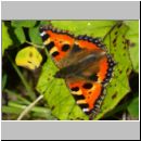 Aglais urticae - Kleiner Fuchs 01.jpg